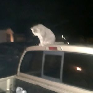 Meet your Posher, William